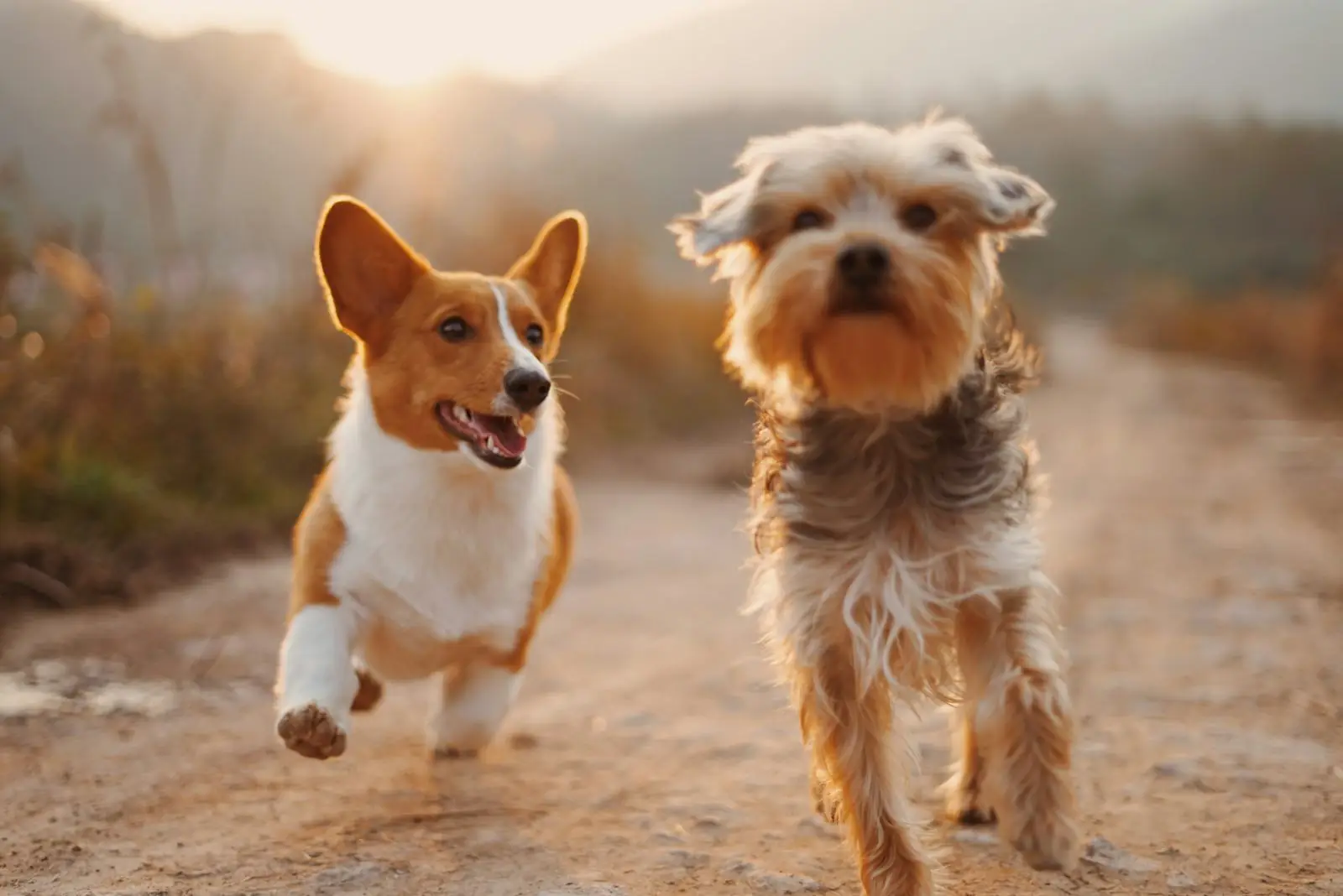 Perros paseando, atención veterinaria a domicilio en Funes