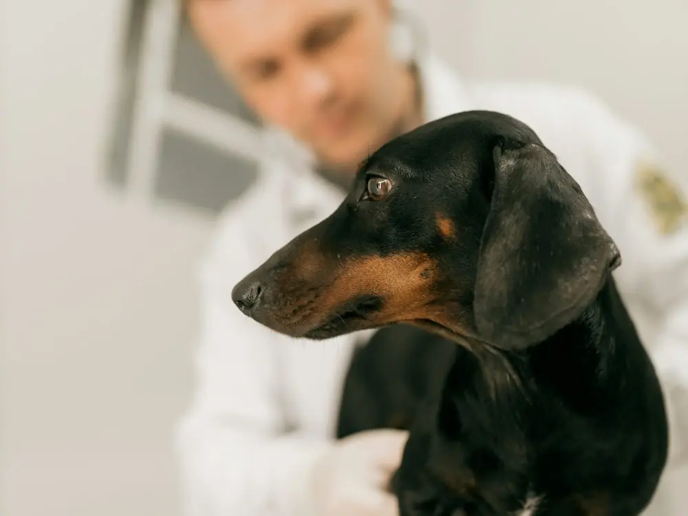 Veterinario revisando a un perro salchicha