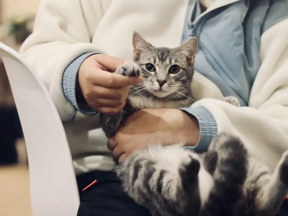 Gato en brazos de su dueña, en casa